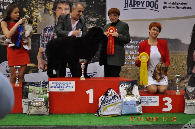 Фото: Zvezdnij Dar Brittany