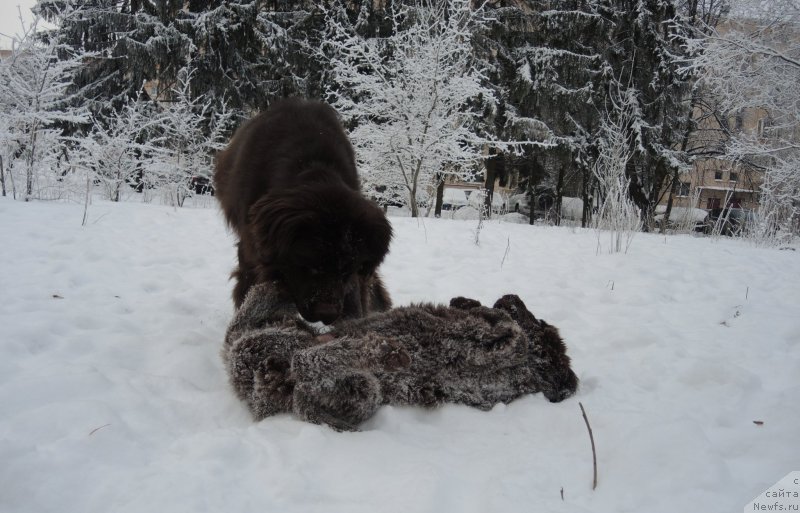 Фото: ньюфаундленд Funnewf Avalon (Фанньюф Авалон), ньюфаундленд Aquatoriya Kelvin Heather Honey (Акватория Келвин Хизер Хани)