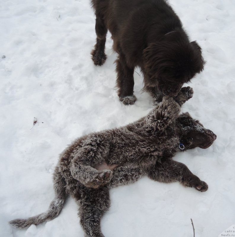 Фото: ньюфаундленд Funnewf Avalon (Фанньюф Авалон), ньюфаундленд Aquatoriya Kelvin Heather Honey (Акватория Келвин Хизер Хани)