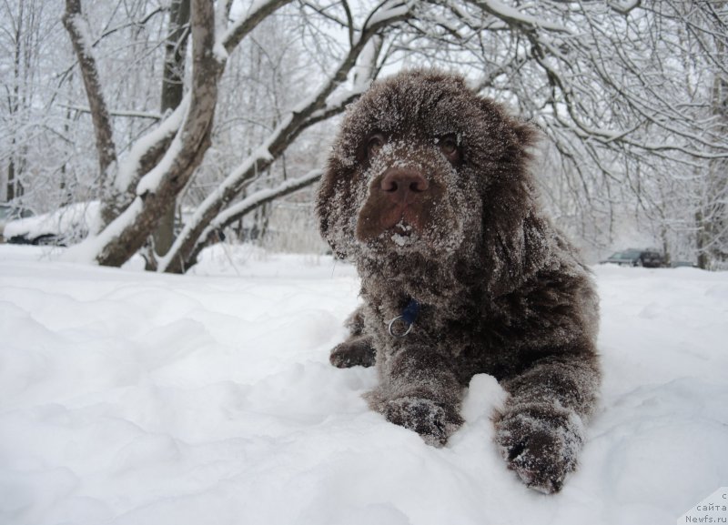 Фото: ньюфаундленд Funnewf Avalon (Фанньюф Авалон)