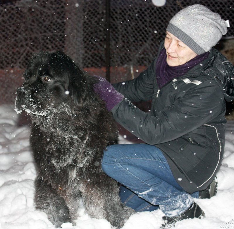 Фото: ньюфаундленд Beguschaya po Volnam Anais-Anais (Бегущая по Волнам Анаис-Анаис)