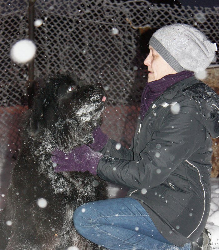 Фото: ньюфаундленд Beguschaya po Volnam Anais-Anais (Бегущая по Волнам Анаис-Анаис)