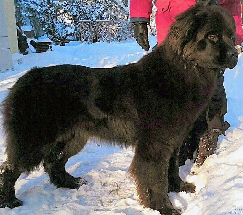 Фото: ньюфаундленд Beguschaya po Volnam Vesper (Бегущая по Волнам Веспер)