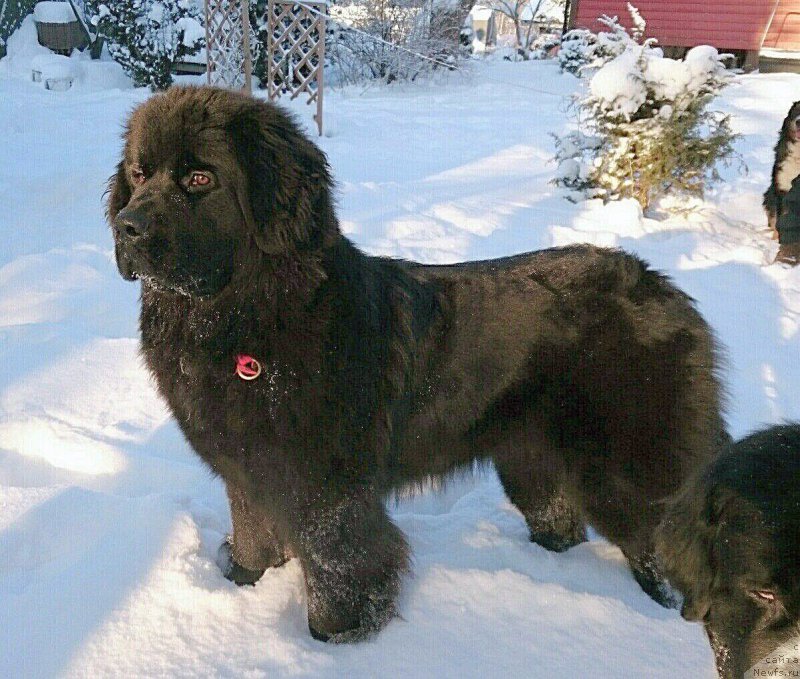 Фото: ньюфаундленд Beguschaya po Volnam Vesper (Бегущая по Волнам Веспер)