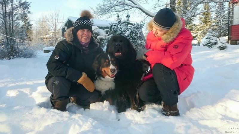 Фото: ньюфаундленд Beguschaya po Volnam Vesper (Бегущая по Волнам Веспер)