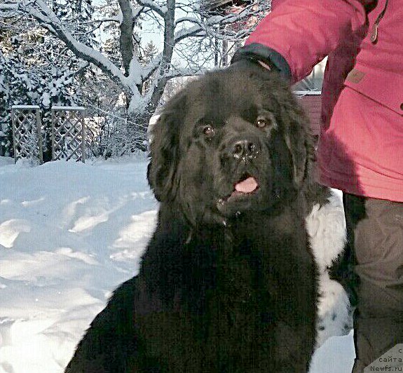 Фото: ньюфаундленд Beguschaya po Volnam Vesper (Бегущая по Волнам Веспер)