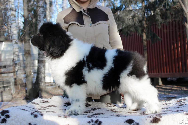 Фото: ньюфаундленд Sent Djons Uteha LuaLua (Сент Джонс Утеха ЛуаЛуа)