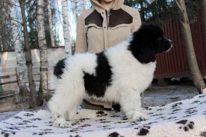 Фото: ньюфаундленд Sent Djons Uteha LuaLua (Сент Джонс Утеха ЛуаЛуа)