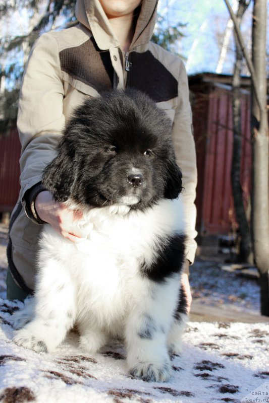 Фото: ньюфаундленд Sent Djons Uteha LuaLua (Сент Джонс Утеха ЛуаЛуа)