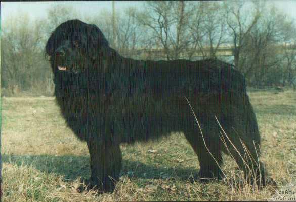 Фото: ньюфаундленд Dick (Дик)