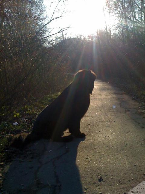 Фото: ньюфаундленд Potap Felicia (Потап Фелиция)
