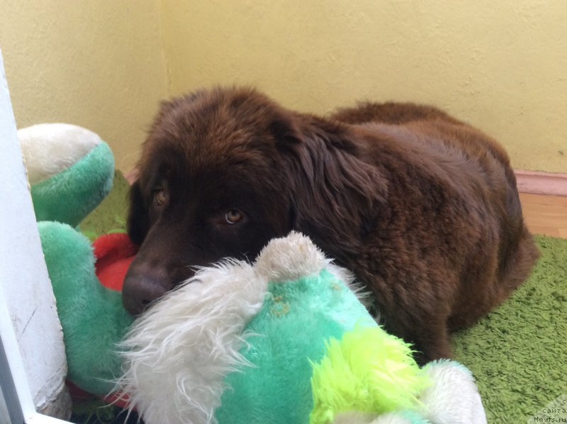 Фото: ньюфаундленд Brownblood MSK Hrica Hacket Ollen (Браунблад МСК Хриса Хаккет Оллен)