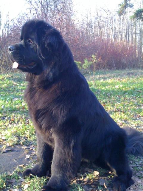 Фото: ньюфаундленд Potap Felicia (Потап Фелиция)