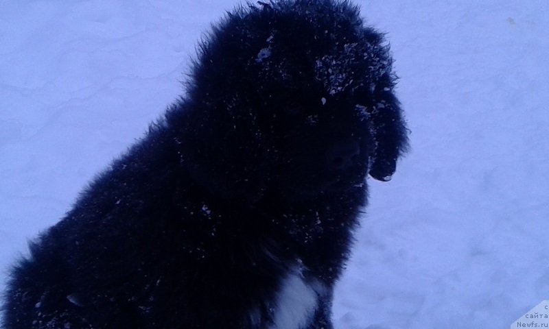 Фото: ньюфаундленд Terra Viktoriya Avrora Mon Amur (Терра Виктория Аврора Мон Амур)