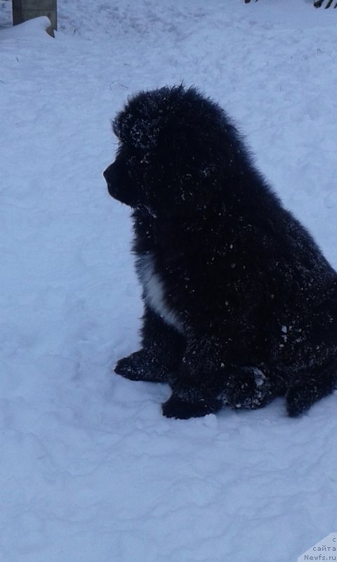 Фото: ньюфаундленд Terra Viktoriya Avrora Mon Amur (Терра Виктория Аврора Мон Амур)