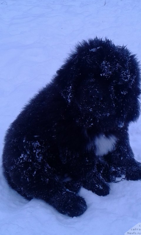 Фото: ньюфаундленд Terra Viktoriya Avrora Mon Amur (Терра Виктория Аврора Мон Амур)