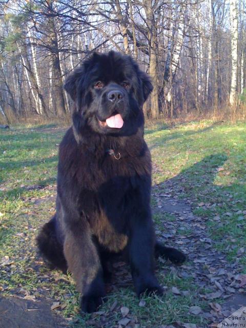 Фото: ньюфаундленд Potap Felicia (Потап Фелиция)