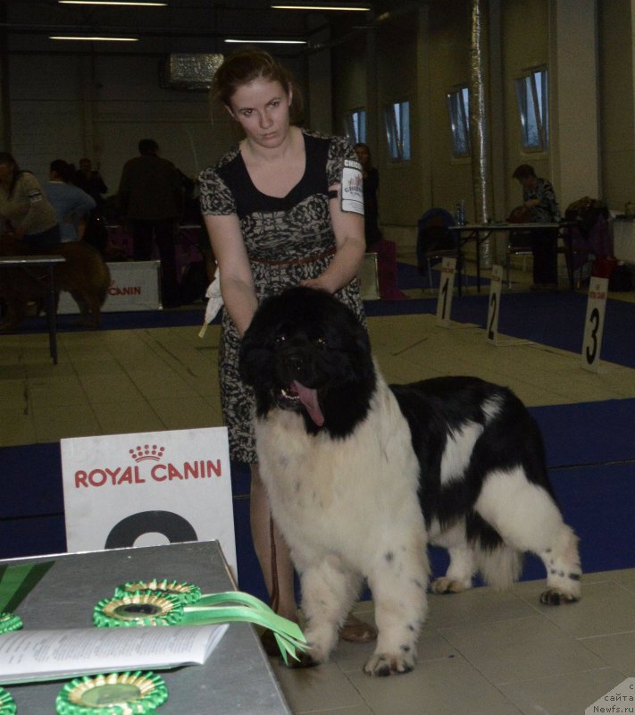 Фото: ньюфаундленд Fluffy Avalanche Centner (Флюфи Аваланч Центнер)