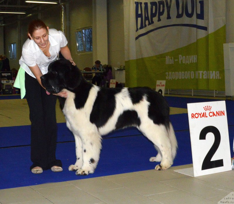 Фото: ньюфаундленд Super Bizon Maestro (Супер Бизон Маэстро)