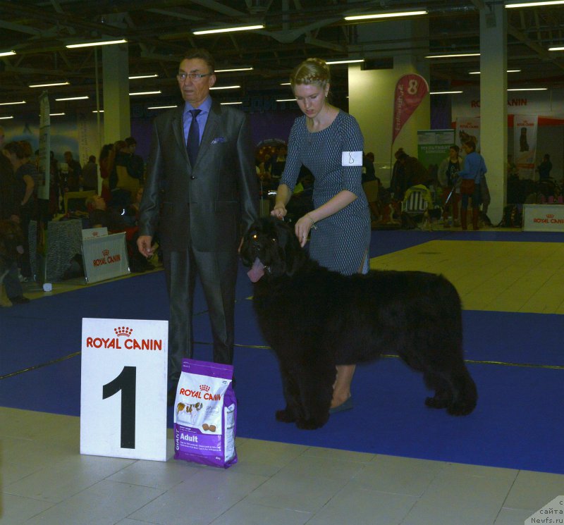 Фото: ньюфаундленд YElbert Maunt iz Antagrada (Элберт Маунт из Антаграда)