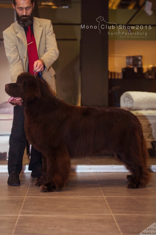 Фото: ньюфаундленд I Follow The Sun de L'Etoile de Cyrice