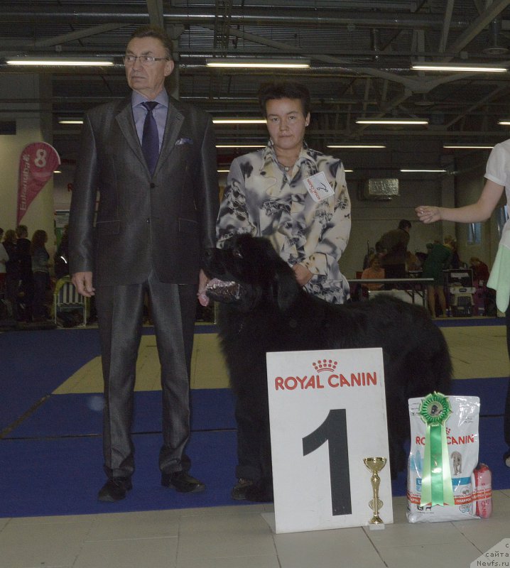 Фото: ньюфаундленд Alfa Dar Oksa Arsemiy (Альфа Дар Окса Арсёмий)