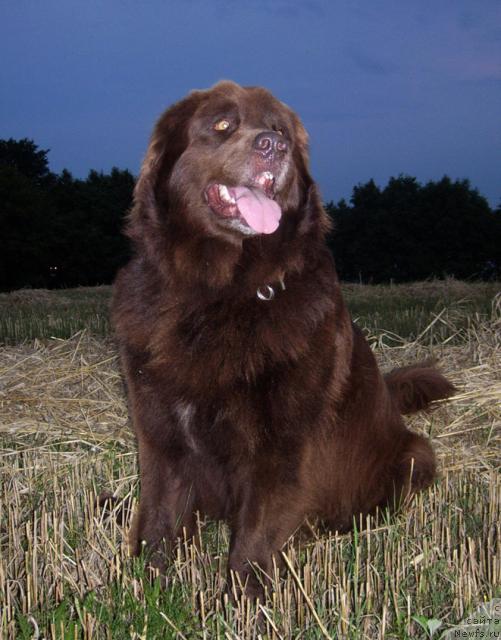 Фото: ньюфаундленд Baronessa (Баронесса)