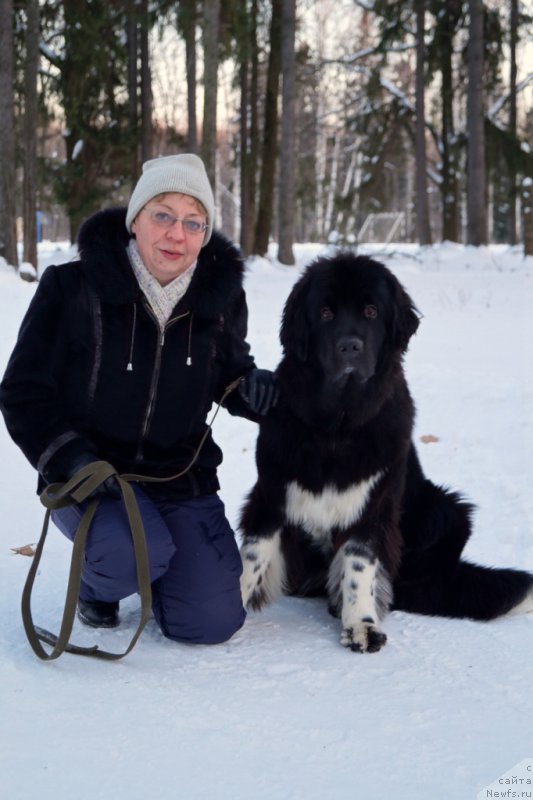 Фото: ньюфаундленд Fabian de Lange Super Mishka