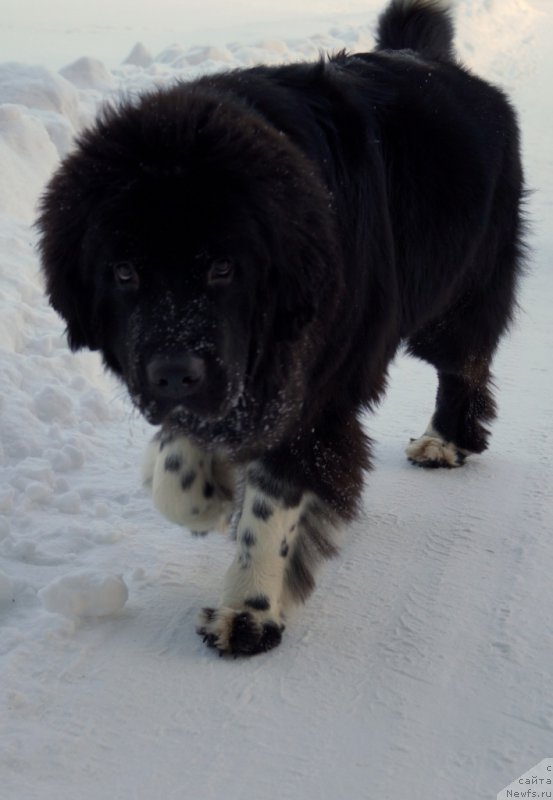 Фото: ньюфаундленд Fabian de Lange Super Mishka