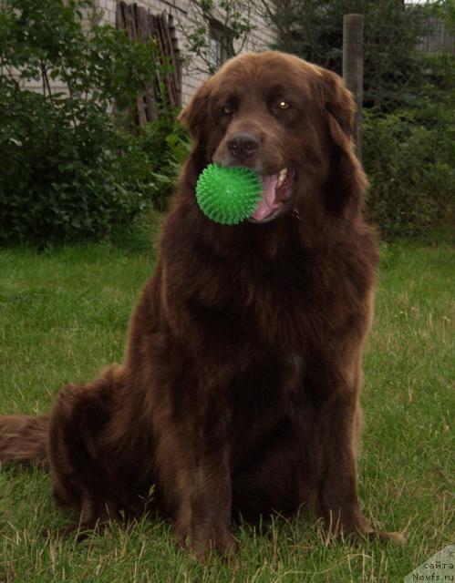 Фото: ньюфаундленд Baronessa (Баронесса)