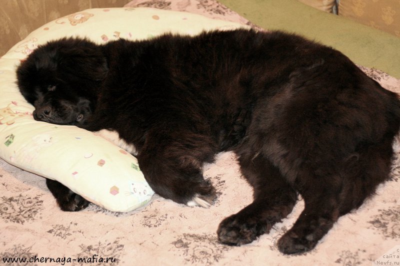 Фотография № 199700