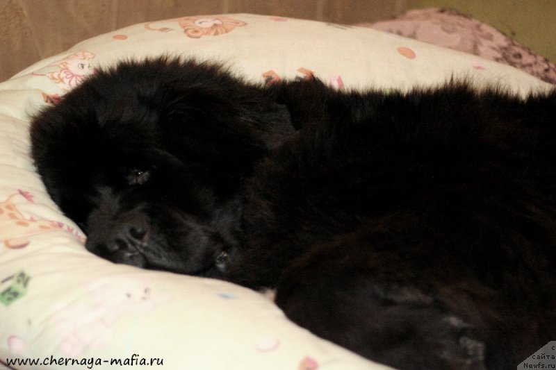 Фотография № 199701