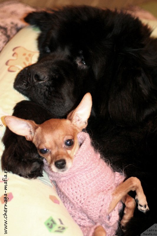 Фотография № 199702