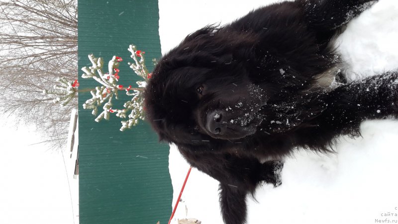 Фото: ньюфаундленд Dark Pride Van Gogh (Дак Прайд Ван Гог)