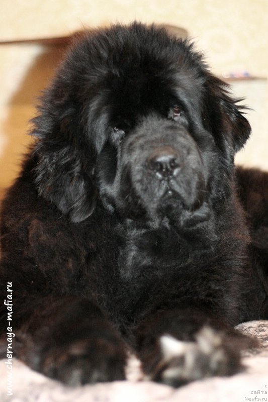 Фото: ньюфаундленд Beguschaya po Volnam Royal Flash (Бегущая по Волнам Роуал Флаш)