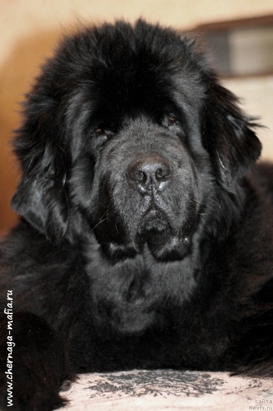 Фотография № 199707