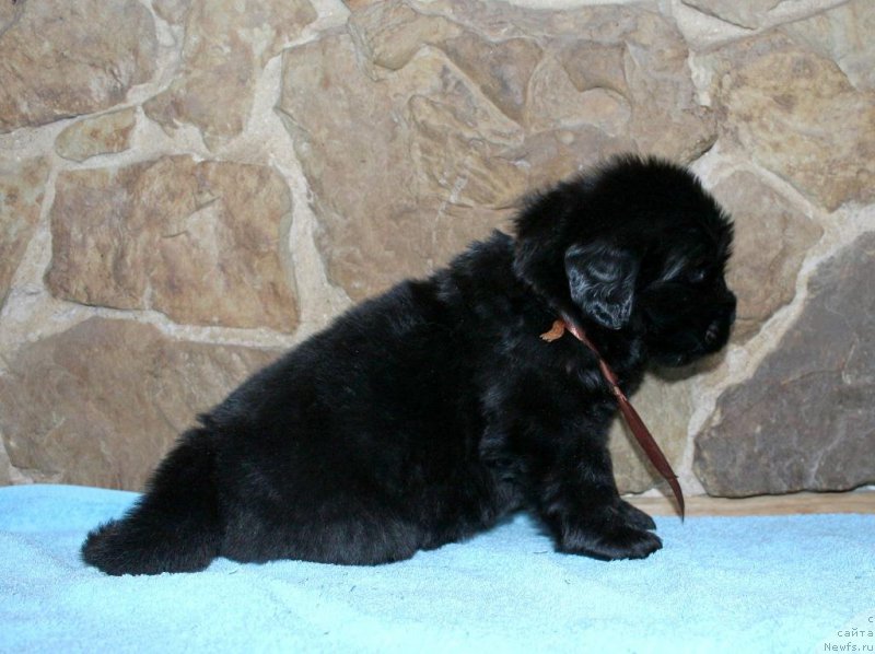 Фотография № 199714