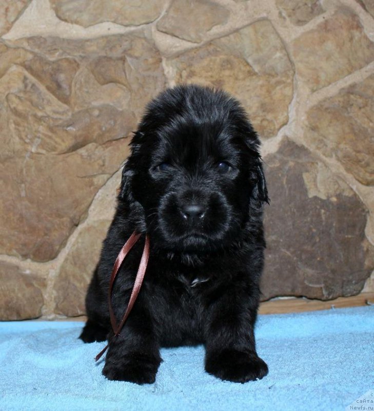 Фотография № 199715