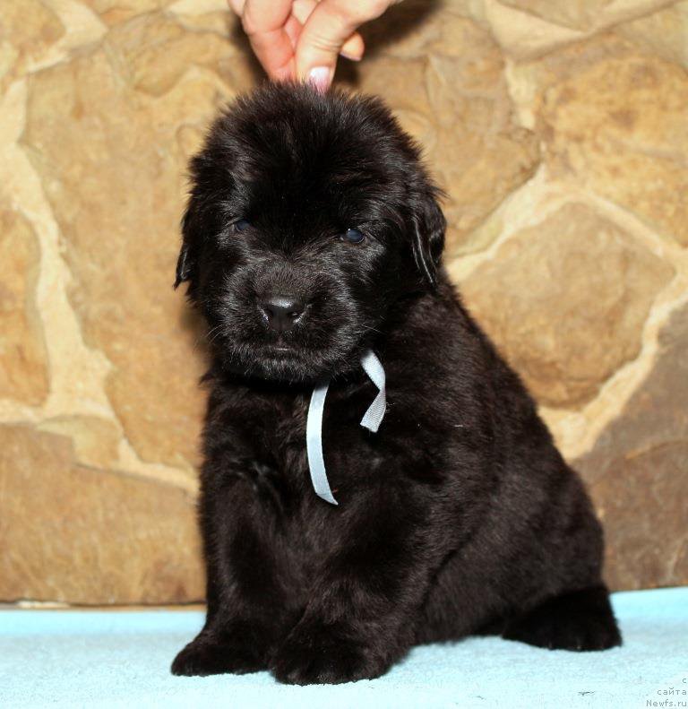 Фото: Viktor Hrischanovich (Виктор Хрищанович)