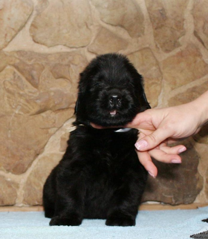 Фотография № 199719