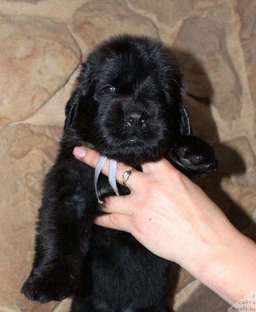 Фото: Viktor Hrischanovich (Виктор Хрищанович)