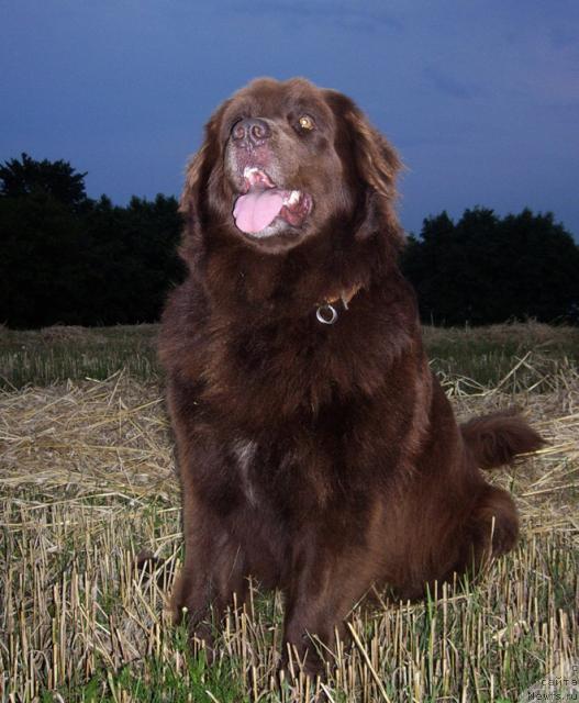 Фото: ньюфаундленд Baronessa (Баронесса)