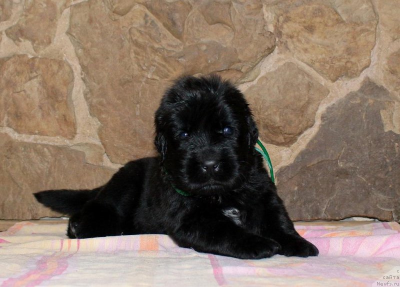 Фотография № 199730