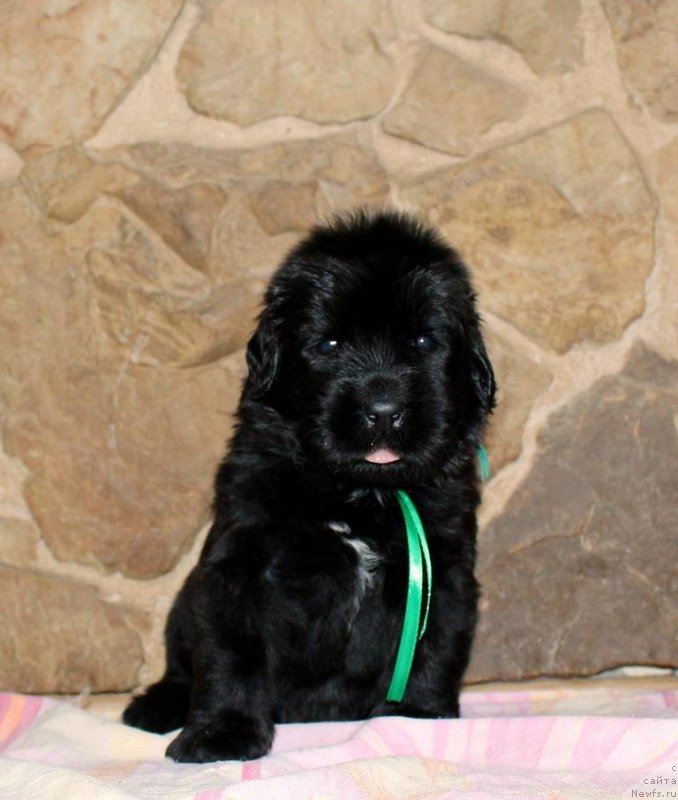 Фото: Viktor Hrischanovich (Виктор Хрищанович)