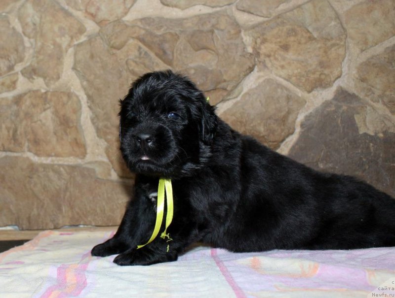 Фотография № 199738