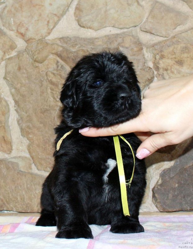 Фотография № 199741