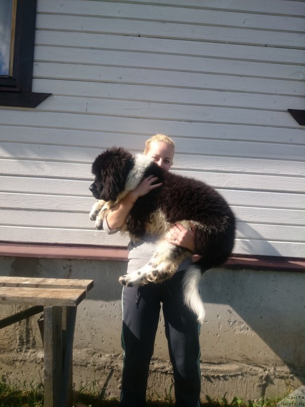 Фото: ньюфаундленд Angels Keeper Nibelung (Энджелс Кипер Нибелунг), Ol'ga Martyinova (Ольга Мартынова)