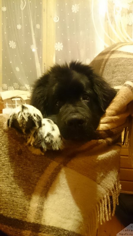 Фото: ньюфаундленд Angels Keeper Nibelung (Энджелс Кипер Нибелунг)