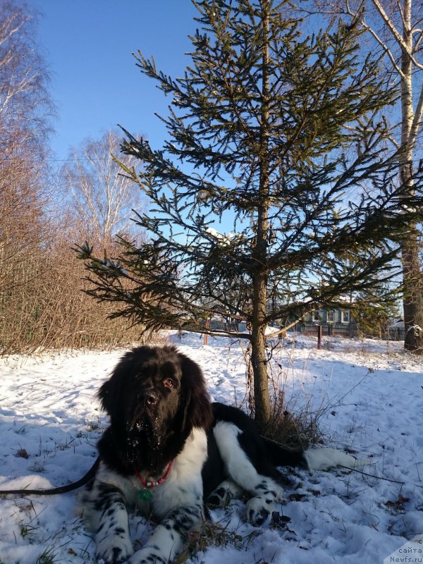 Фото: ньюфаундленд Angels Keeper Nibelung (Энджелс Кипер Нибелунг)