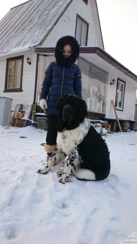 Фото: Ol'ga Martyinova (Ольга Мартынова), ньюфаундленд Angels Keeper Nibelung (Энджелс Кипер Нибелунг)